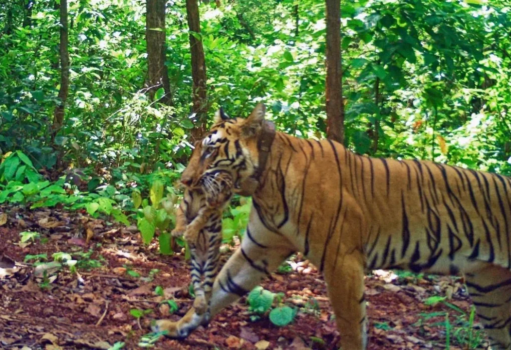 tiger