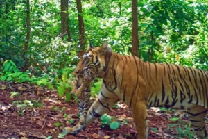 tiger