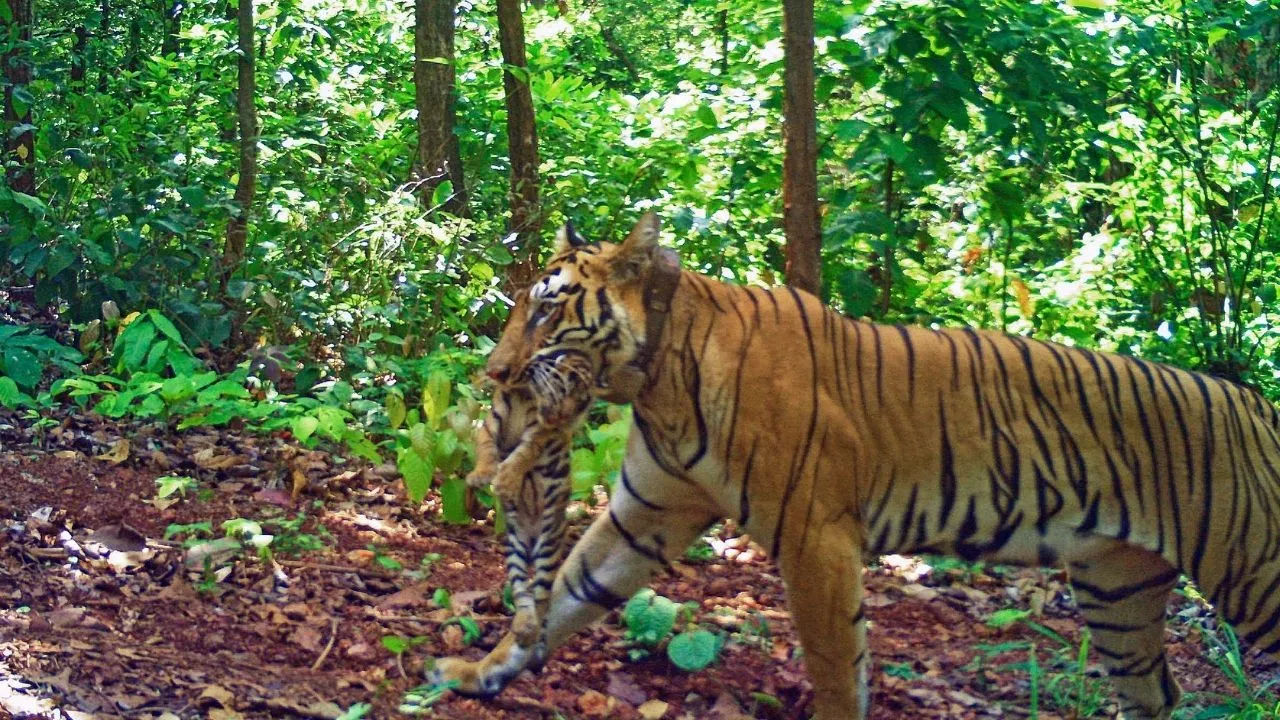 tiger