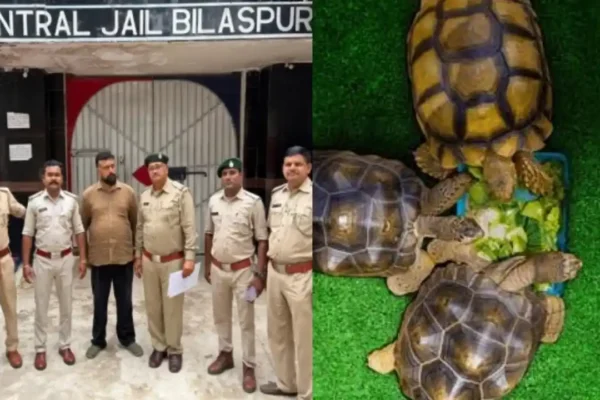 Bilaspur: वन विभाग का अनोखा स्टिंग ऑपरेशन, ग्राहक बनकर पेट शॉप पहुंचे कर्मचारी, चार कछुए किए जब्त Untitled-design-2026-07-20T095832.627_11zon