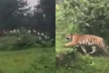 Balaghat Tiger Attack