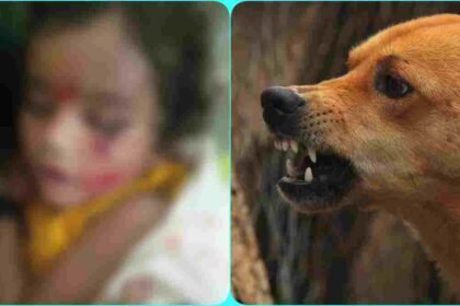 Street Dogs Attack Child