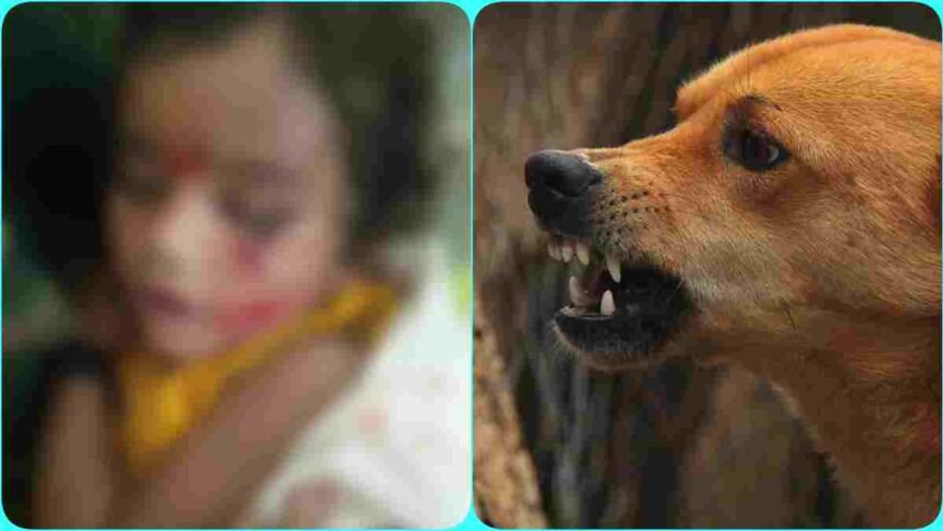 Street Dogs Attack Child