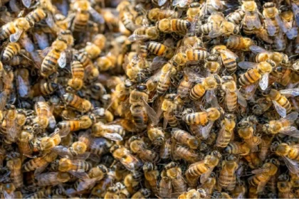 bee