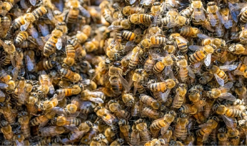 bee