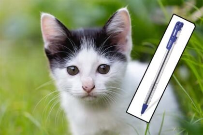 billi pen