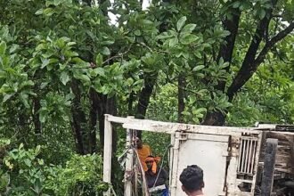 truck palta