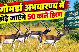 50 blackbucks to be released in Gomarda Sanctuary 1