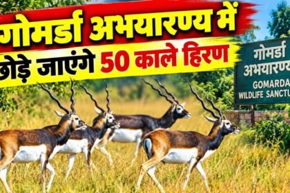 50 blackbucks to be released in Gomarda Sanctuary 1
