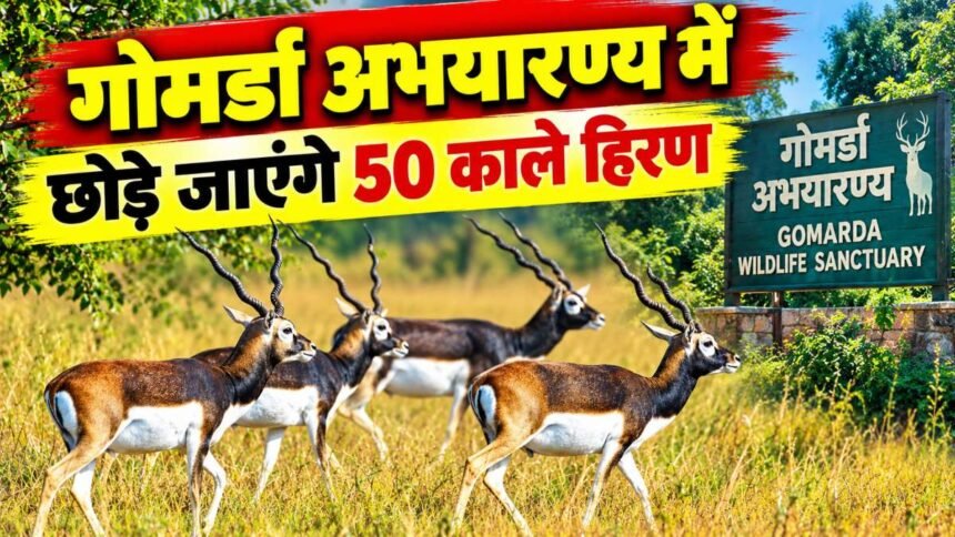50 blackbucks to be released in Gomarda Sanctuary 1