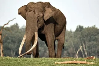 Wild elephant