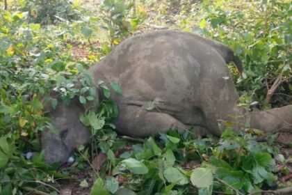 haathi maut