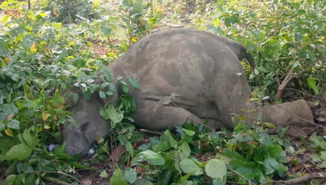 haathi maut