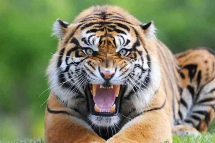 tiger 1
