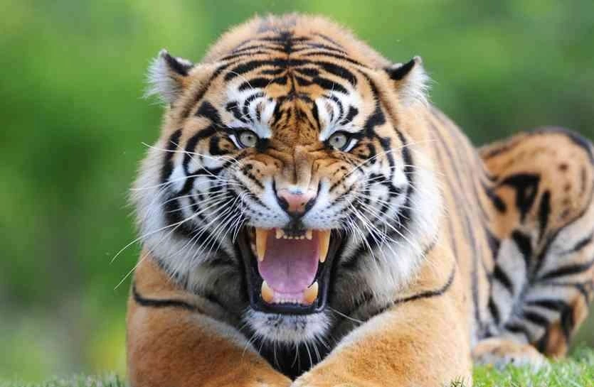 tiger 1